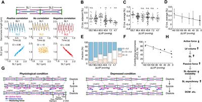 Asynchronous movement of sarcomeres in myocardium under living conditions: role of titin